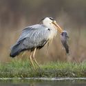Heron with Trout, by Graham Johnston Heron with Trout, by Graham Johnston