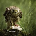 Kestrel with Catch, by Kate Palmer Kestrel with Catch, by Kate Palmer