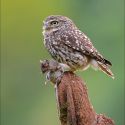 Little Owl, by David Hughes Little Owl, by David Hughes