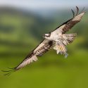 Osprey with Catch, by Mike Rowe Osprey with Catch, by Mike Rowe