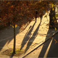 "Autumn Shadows", by Cath Ind