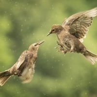 "Starlings in the Rain", by Jane Hibbert