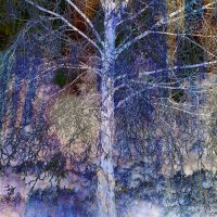 "Tree Dream", by Karen Hall ARPS