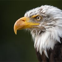 "Portrait of a Bald Eagle" by Connie Kinley
