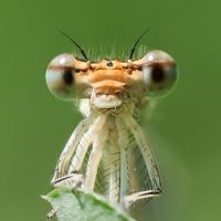 "Portrait Of A Damsel Fly", by Dave Lally