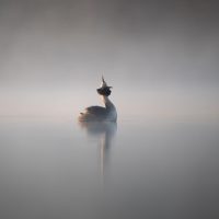 "Great Crested Grebe", by Richard Sheldrake