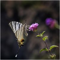 "Scarce Swallowtail" , by Rob Bonfield