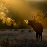 "Morning call, Bushy Park" by Connie Kinley