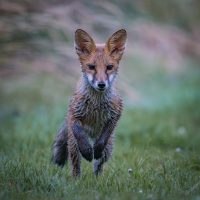 Mike Tibbotts_Inquisitive Fox cub