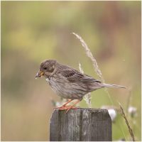 Rob Bonfield_Corn Bunting With Catch