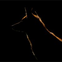Connie Kinley_Midnight Fox_