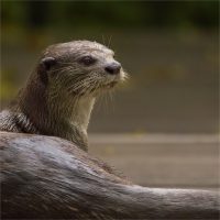 Connie Kinley_Smooth-coated otter, Singapore_