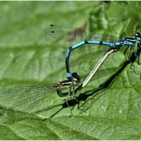 Rob Lewis, Damselflies Mating
