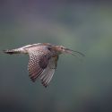 Runner up (2nd place) Mike Tibbotts_Curlew in flight