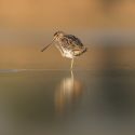 Richard Sheldrake_Snipe preening at sunrise Richard Sheldrake_Snipe preening at sunrise