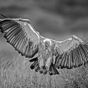 Thinesh Thirugnanasampanthar_On the Brink of Landing - Wild Vulture Kenya Thinesh Thirugnanasampanthar_On the Brink of Landing - Wild Vulture Kenya