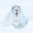 Thinesh Thirugnanasampanthar_The Wild Yawn - Mountain Hare Thinesh Thirugnanasampanthar_The Wild Yawn - Mountain Hare