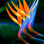 Members' Choice PDIs First Place and winner of the Evelyn Gibbons Trophy