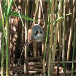 = 2nd place Members' Choice PDIs