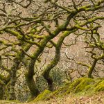 Members' Choice Prints, First Place and winner of the Bob Ferguson Memorial Trophy