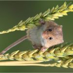 Members' Choice Prints Runner Up