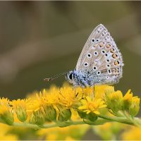 Certificate Print 1 2025-2026