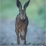 Dew Soaked Hare Approaching, by Jane Hibbert