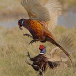 Fighting pheasants, by Annie Fluke