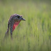 Free-range Turkey, by Mike Tibbotts