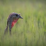 3rd place, "Free-range Turkey", by Mike Tibbotts
