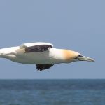 High Speed Gannet, by Mike Gildon