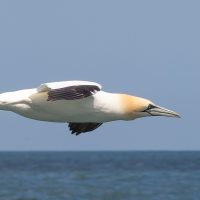 High Speed Gannet, by Mike Gildon