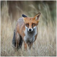 Certificate Print 1 2025-2026