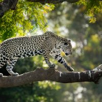 Certificate Print 1 2025-2026