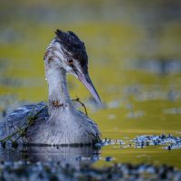 Certificate Print 1 2025-2026