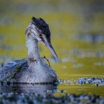 Highly Commended, "Juvenile Grebe fishing", by Mike Tibbotts