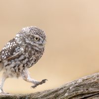 Certificate Print 1 2025-2026