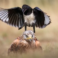 Red Kite Encounter with a Magpie, by Wendy Almond