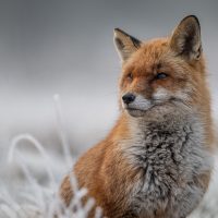 Fox on a frosty morning, by Mike Tibbotts Fox on a frosty morning, by Mike Tibbotts