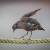 Juvenile Moorhen mastering the art of balance, by Mike Tibbotts Juvenile Moorhen mastering the art of balance, by Mike Tibbotts
