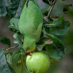 Parakeet Scrumping, by Jane Hibbert Parakeet Scrumping, by Jane Hibbert