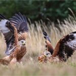 Red Kites battle for food, by Wendy Almond Red Kites battle for food, by Wendy Almond