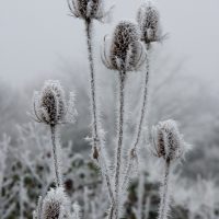 The Breath of Winter, by Sally Howard The Breath of Winter, by Sally Howard