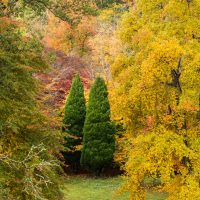 Two conifers against the rest, by Robert Hewitt_ Two conifers against the rest, by Robert Hewitt_