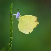 Common Grass Yellow, by Rob Bonfield Common Grass Yellow, by Rob Bonfield