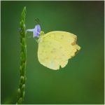 Common Grass Yellow, by Rob Bonfield Common Grass Yellow, by Rob Bonfield
