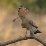 Eurasian hoopoe with spider by Annie Fluke Eurasian hoopoe with spider by Annie Fluke