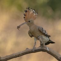 Eurasian hoopoe with spider by Annie Fluke Eurasian hoopoe with spider by Annie Fluke
