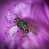 The Fly by Heather Seaton The Fly by Heather Seaton