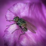 The Fly by Heather Seaton The Fly by Heather Seaton